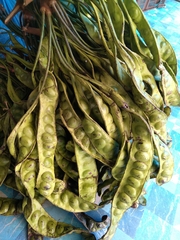 Parkia speciosa