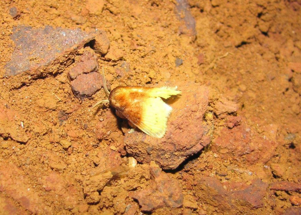 Altha rubrifusalis