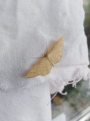 Idaea rufaria