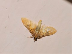 Pachynoa sabelialis