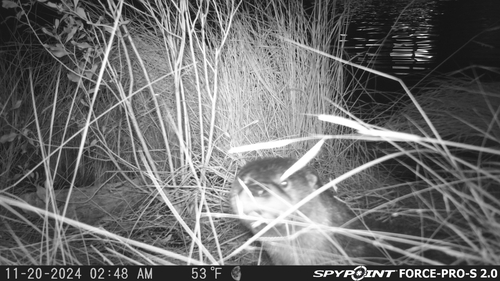 North American River Otter photographed in Maryland