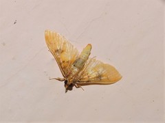 Pachynoa sabelialis