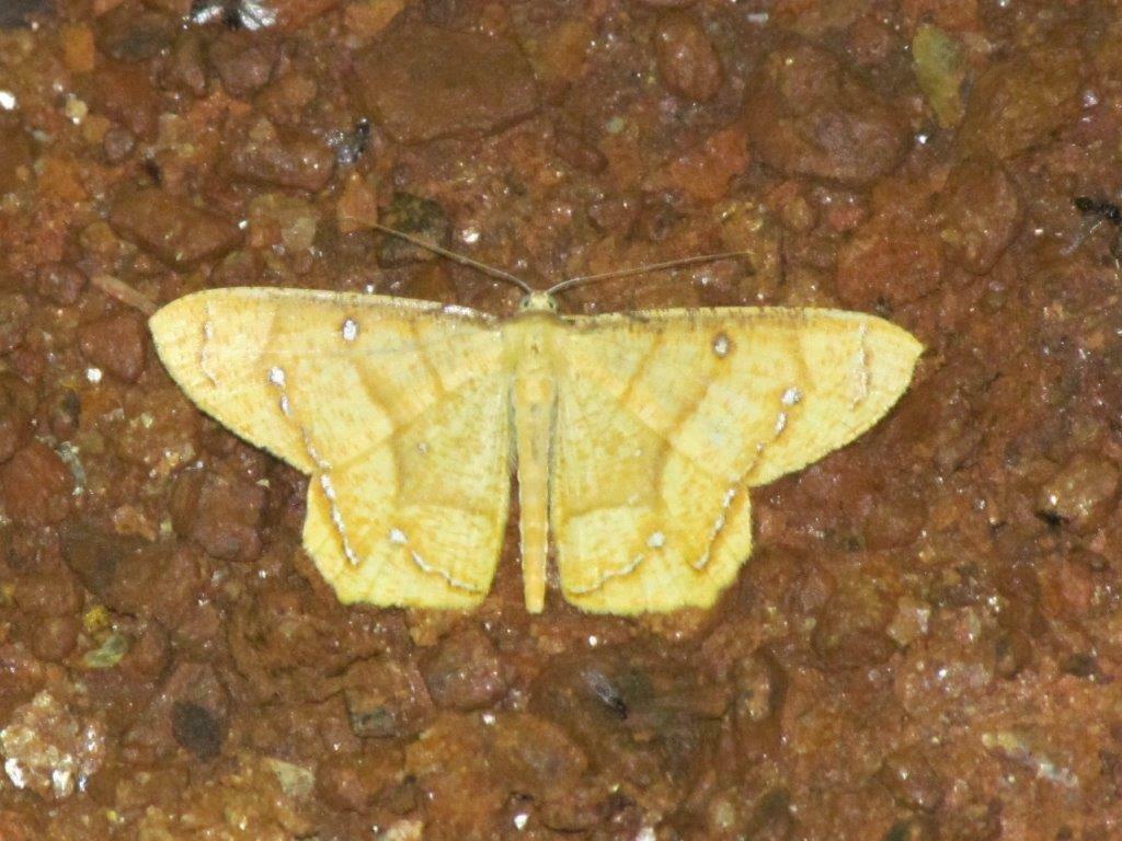 Melinoessa aureola