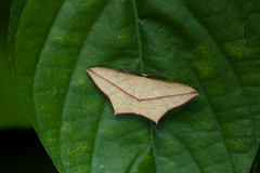 Timandra convectaria