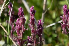 Castilleja raupii