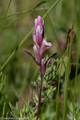 Castilleja raupii