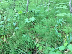 Equisetum pratense image