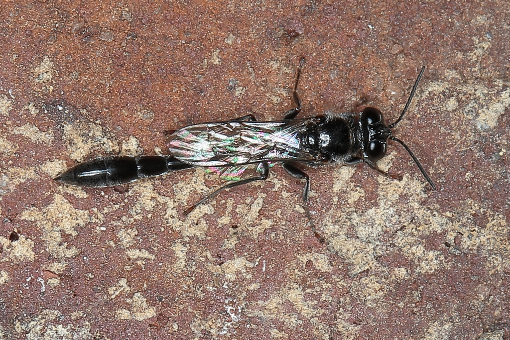 Trypoxylon lissonotum