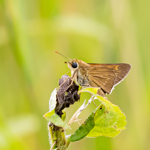 Crossline Skipper photo 3