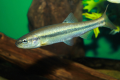 Creek Chub photo 1