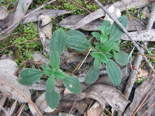 Rock Rose (Tuberaria lignosa)