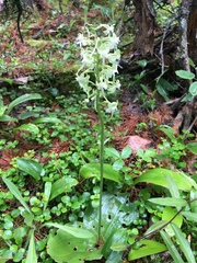 Platanthera macrophylla