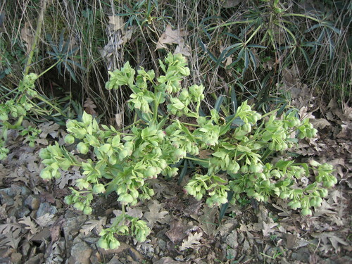 Helleborus foetidus