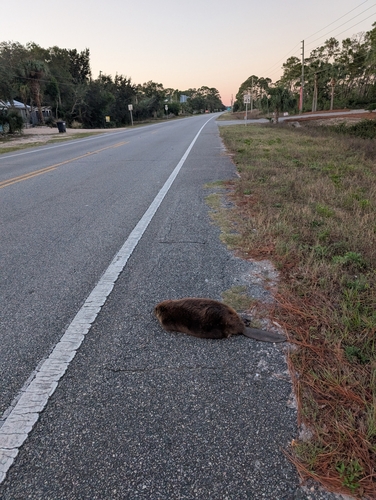 American Beaver photographed in Florida