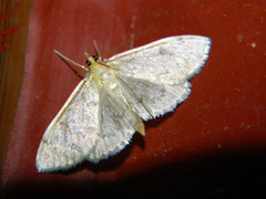 Anania quebecensis