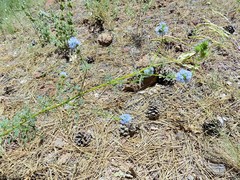 Gilia capitata capitata