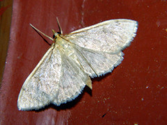 Anania quebecensis