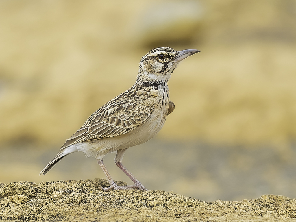 Short-tailed Lark (Spizocorys fremantlii) photo
