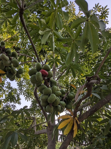 Image of Sterculia foetida by (c) Karthik Thrikkadeeri, some rights reserved (CC BY)