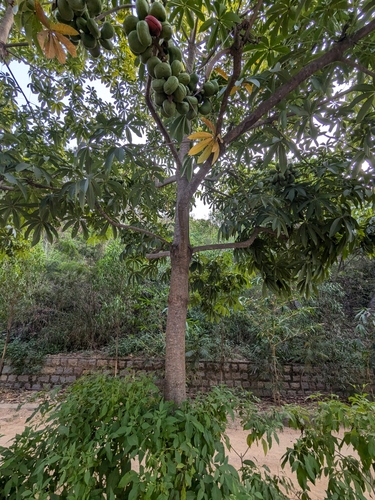 Sterculia foetida