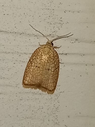 Maple Leaftier Moth photo 6