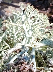 Cladonia submitis