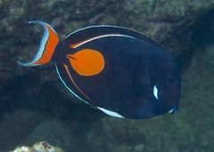 Acanthurus achilles