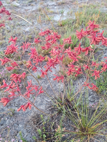 Anigozanthos rufus