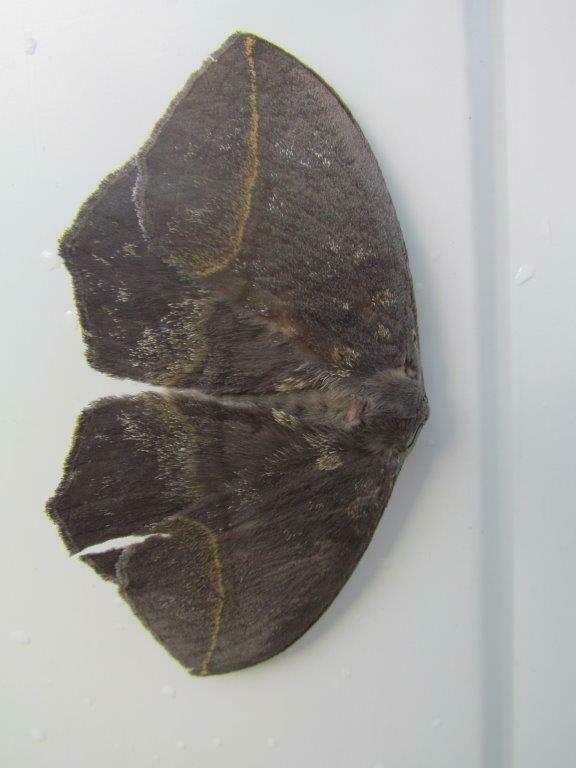 Acrojana