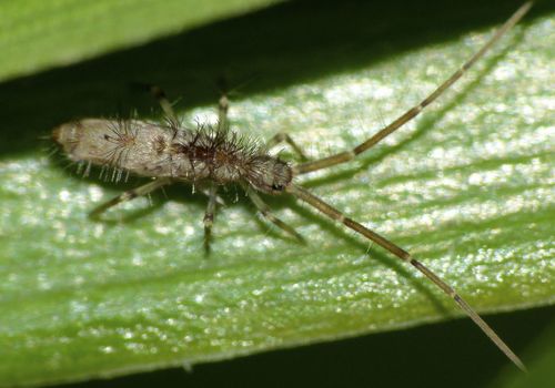 Paronana maculosa
