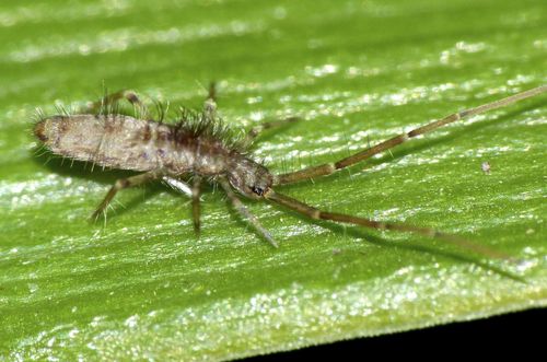 Representative image of Paronellidae