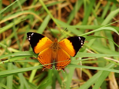 Hypanartia godmanii