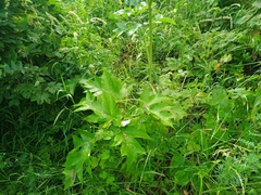 Heracleum dissectum