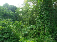 Heracleum dissectum