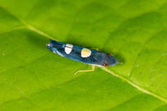 Pachitea subflava