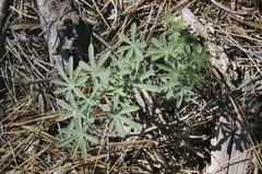 Lupinus dalesiae
