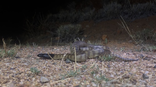 Black-headed Python sighting