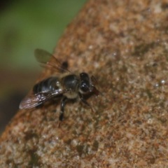 Apis mellifera unicolor