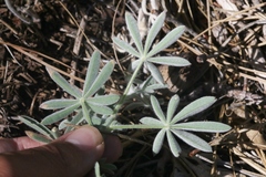 Lupinus dalesiae