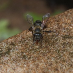 Apis mellifera unicolor
