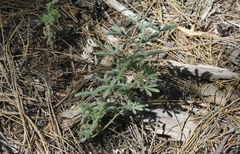 Lupinus dalesiae