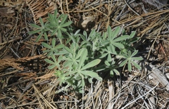 Lupinus dalesiae