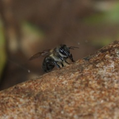 Apis mellifera unicolor