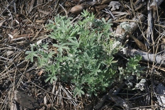 Lupinus dalesiae