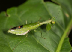 Acontista aurantiaca