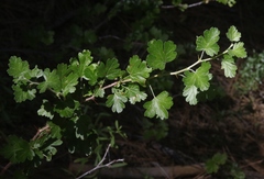 Ribes roezlii