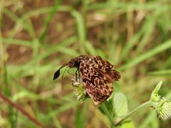 Cycloglypha thrasibulus