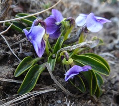 Viola kunawarensis