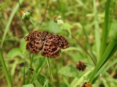 Cycloglypha thrasibulus