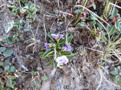 Viola kunawarensis